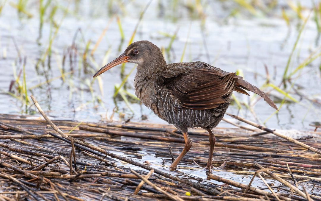 Charleston’s Great Ornithologist